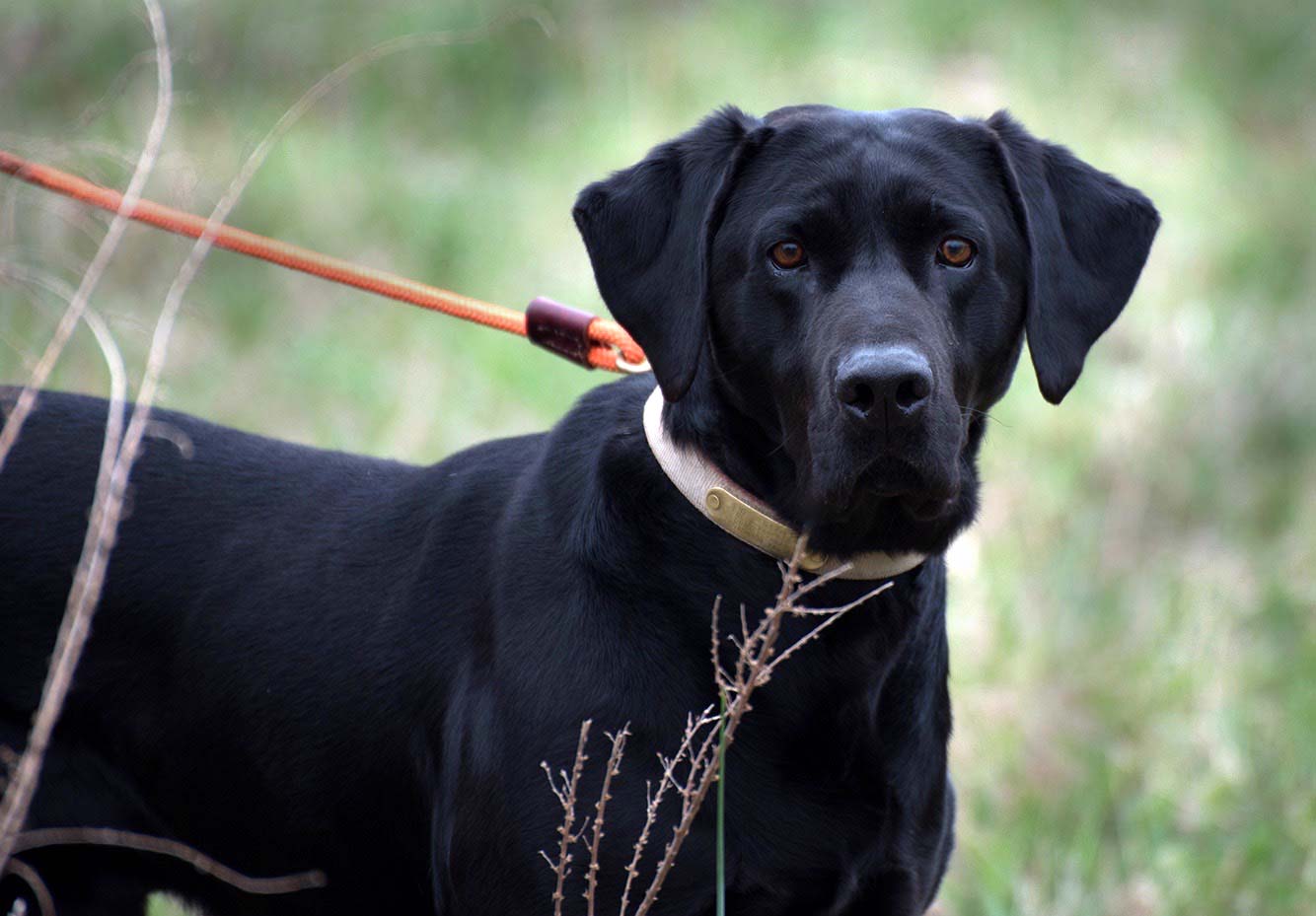 Lap Puppies For Sale from RJS Kennels