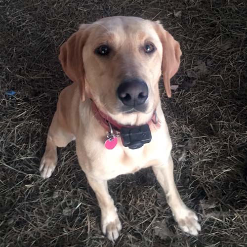 Lap Puppies For Sale from RJS Kennels