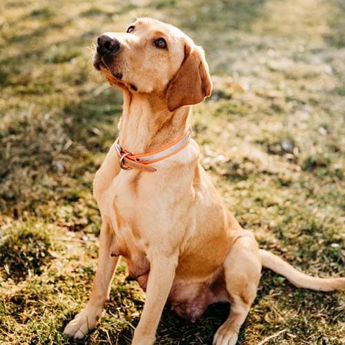 Lap Puppies For Sale from RJS Kennels