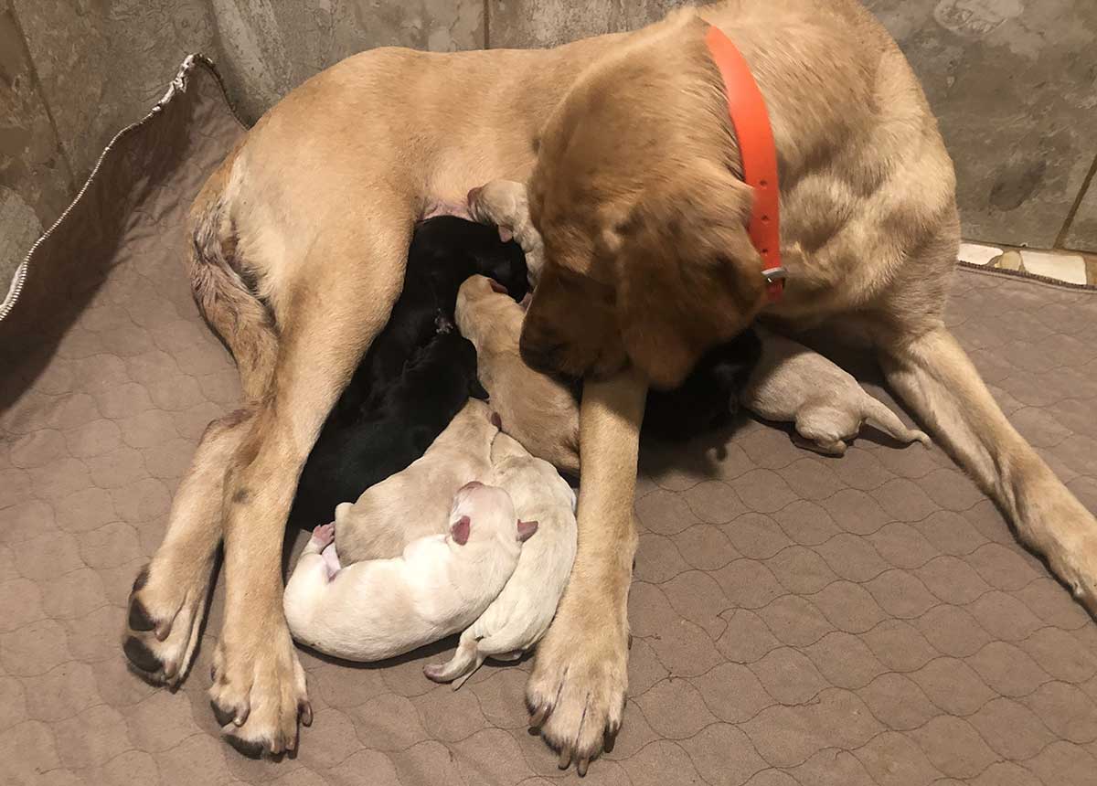 Lap Puppies For Sale from RJS Kennels