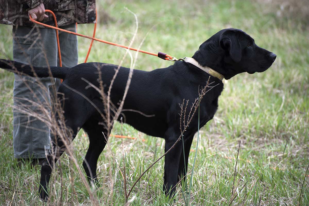 Lap Puppies For Sale from RJS Kennels