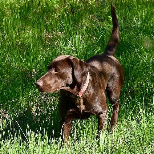 Lap Puppies For Sale from RJS Kennels