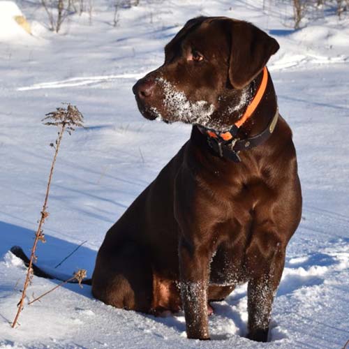 Lap Puppies For Sale from RJS Kennels