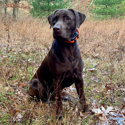 Chocolate lab sales stud near me